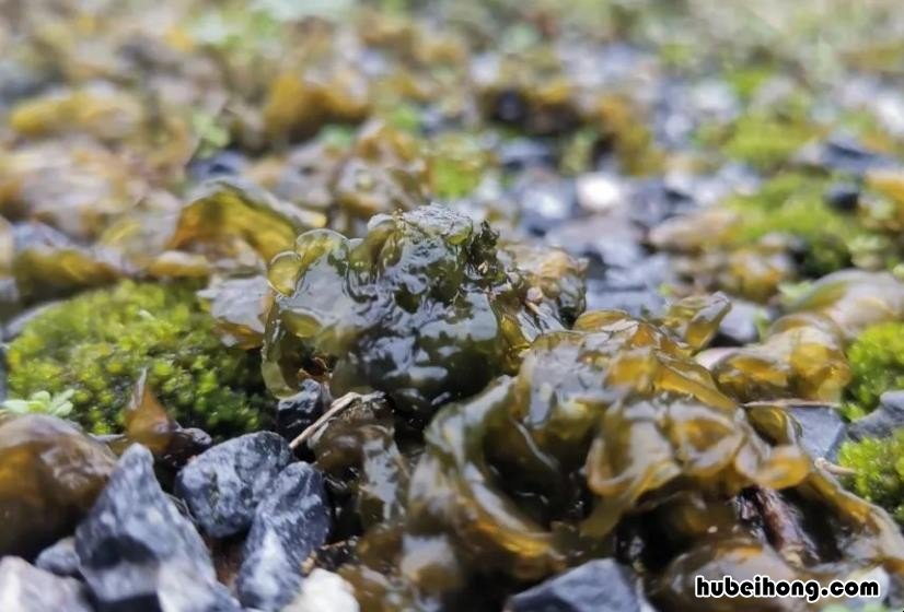 雷公菌物种价值有哪些 雷公菌的营养价值