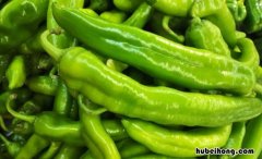 青椒是菌类吗 青椒属于菌类吗