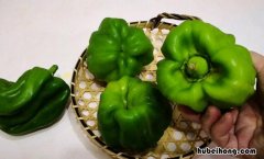 青椒的热量是多少 150克青椒的热量