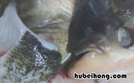 青椒鱼怎么做 青椒鱼怎么做好吃又简单窍门