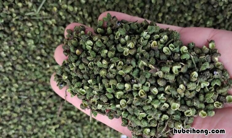 青花椒和红花椒的区别是什么 青花椒跟红花椒的区别在哪