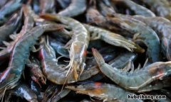 青虾是淡水虾还是海水虾 黄虾是什么虾