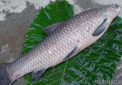 青鱼是什么鱼 高丽青花瓷罐