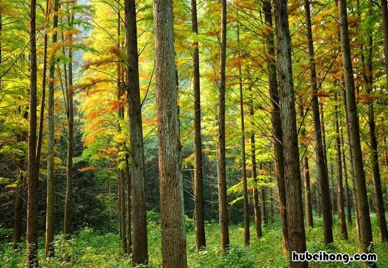 种植哪种树有前景 种植什么树苗收益高