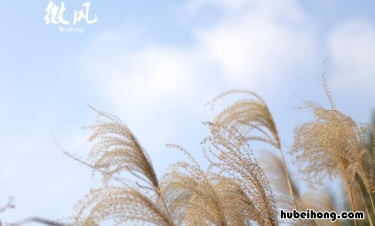 什么的微风填空词语有哪些 什么的微风填空词语有哪些