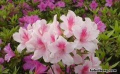 什么的杜鹃花如何填空 什么的杜鹃花填合适的词