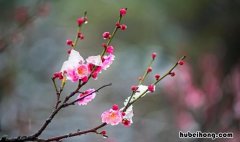 什么的梅花填空词语是什么 什么的梅花填空形容词
