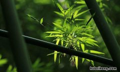 竹子的用途有哪些的作文 竹子的用途有哪些