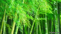 什么的竹子填空词语怎么填 什么的竹子填上合适的词