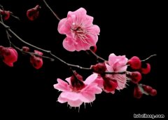 什么花三月开 什么花在3月开放?