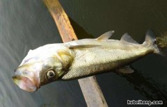 筏钓翘嘴教学视频 筏钓如何钓翘嘴鱼