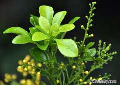 米兰花适应的最低温度 米兰花适宜温度和湿度