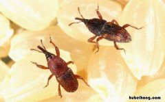 米虫爬满家里怎样清理 家里米象虫怎么彻底消灭干净