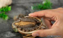 鲍鱼死了怎么处理保存 鲍鱼死了了还能吃吗