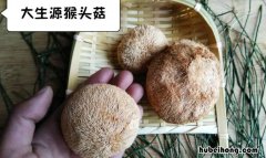鲜猴头菇怎么处理不苦 鲜猴头菇怎么处理不苦