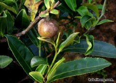 仙湖茶是什么茶 仙湖是哪里的