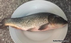 鲤鱼苦胆破了还能吃吗 鲤鱼炖完发苦