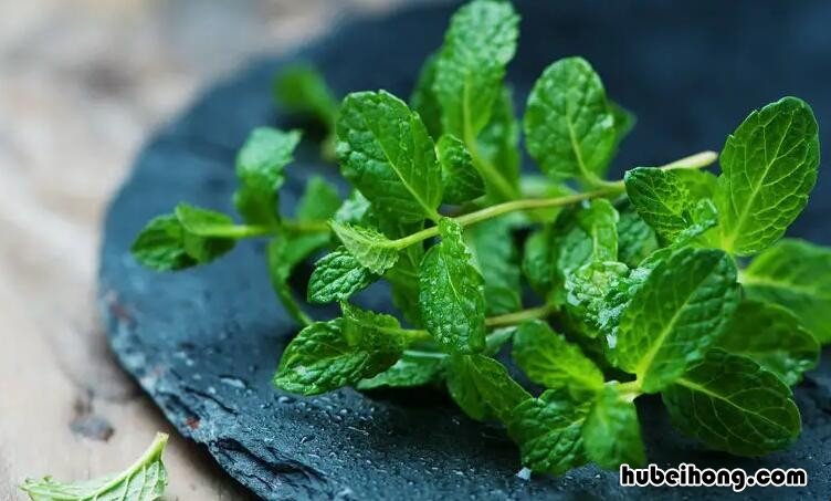 鲜薄荷可以凉拌吃吗 薄荷可以做凉拌菜吗