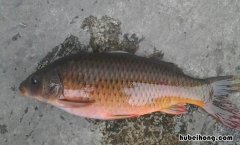 鲤鱼苦胆破了怎么办 鲤鱼鱼胆有毒吗