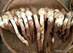 鸡枞菌煮多长时间 鸡枞菌多久能煮熟