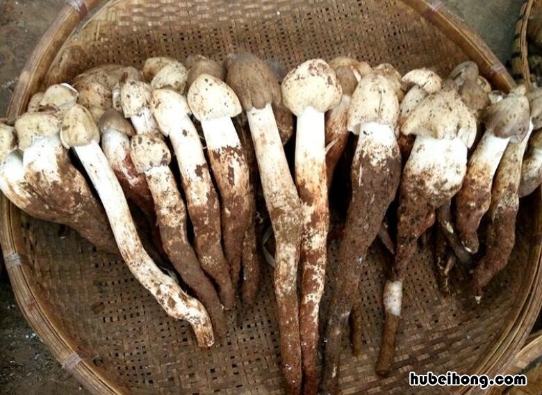 鸡枞菌煮多长时间 鸡枞菌多久能煮熟