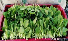 鸡毛菜选购方法是什么 鸡毛菜产地哪里