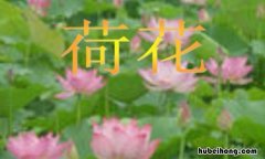 仿写荷花作文怎么写 仿写荷花的作文300字