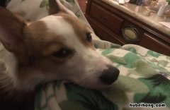 伸头缩颈的意思是什么 伸头缩颈是什么类型的词语