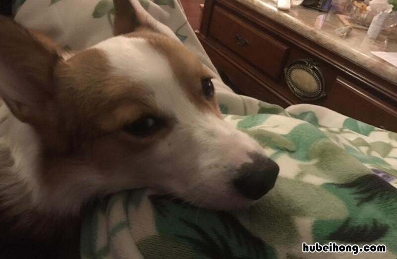 伸头缩颈的意思是什么 伸头缩颈是什么类型的词语