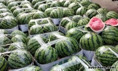 麒麟西瓜和普通西瓜有什么区别 麒麟瓜为什么好吃