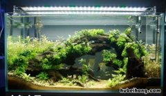 草缸造景新手入门教程 草缸造景新手入门图片