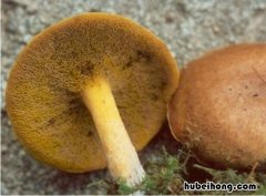 黄牛肝菌的禁忌有哪些 黄牛肝菌有毒吗 食用黄牛肝菌安全吗