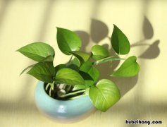 绿萝用松针土养可以吗视频讲解 绿萝用松针土养可以吗视频教程
