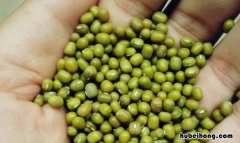 绿豆长虫还能要吗 绿豆长虫子了还能吃吗?