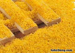 黄米是什么米 粽子用的黄米是什么米