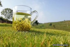 黄金芽属于什么茶 黄金芽是哪里产的茶叶