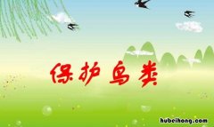 保护鸟类的宣传语有哪些 保护鸟的宣传语怎么写