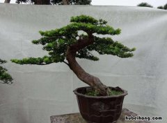 罗汉松小苗用深盆还是浅盆好 罗汉松小苗用深盆还是浅盆养