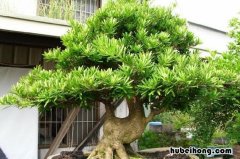 罗汉松盆栽如何养护视频 罗汉松盆栽怎么养护