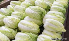 龙牙白菜与大白菜的区别是什么 龙牙白菜学名叫什么