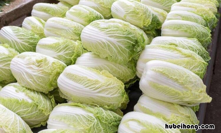 龙牙白菜与大白菜的区别是什么 龙牙白菜学名叫什么