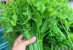 龙须菜要用热水焯吗 龙须菜是否需要开水烫