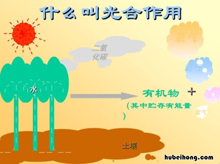 光合作用是什么意思 人进行光合作用吗