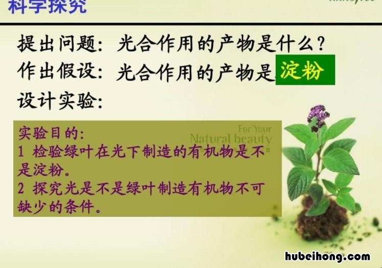 光合作用的产物有哪些 光合作用的产物是什么和氧气的关系