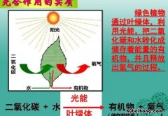 光合作用的条件是什么 植物光合作用的主要过程包含哪些内容