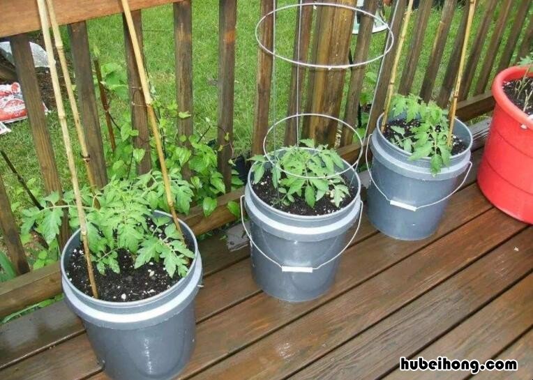 花盆土壤如何消毒杀菌 花盆土怎样消毒