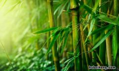 关于竹子的成语有哪些 关于竹子的成语大全