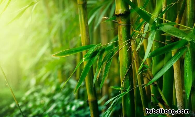 关于竹子的成语有哪些 关于竹子的成语大全