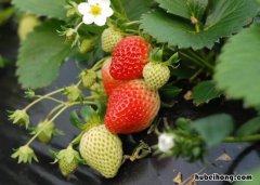 草莓定植后什么时候追肥 草莓定植后怎么施肥打药水