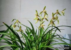 草木灰能给兰花施肥吗 草木灰可以给兰花消毒杀菌吗